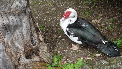 Muscovy duck