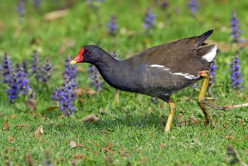 Gallinula chloropus / Poule d'eau