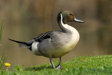 Anas acuta / Canard pilet / Mâle