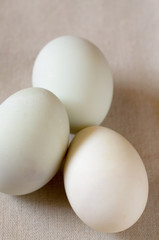 Egg of chicken on fabric,selective focus