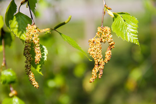 Birch catkins with green leaves at tree branches
