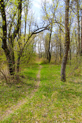 Footpath in spring green forest