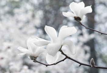 Background with blooming white magnolia flowers