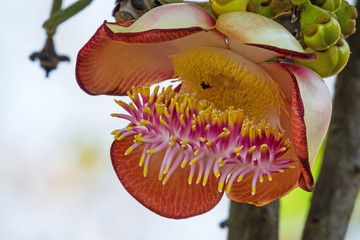 Kanonenkugelbaum in Blüte