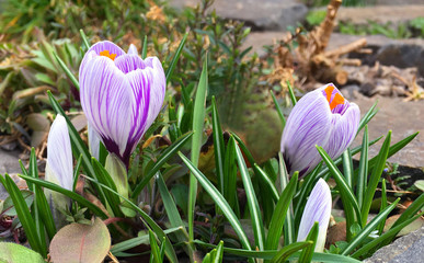 Crocus. Garden bed with spring flowers. White and purple crocuses.