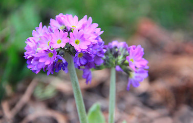Purple cowslip in a garden bed. Spring primrose flower. Close up view.