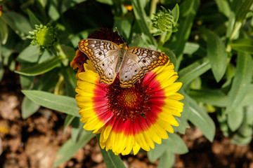 Obraz premium White Peacock butterfly perched and feeding on a bright red and yellow Gaillarda Blanket Flower, part of the sunflower family. 