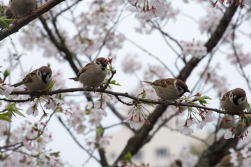 Sparrows sit in Cherry Blossoms