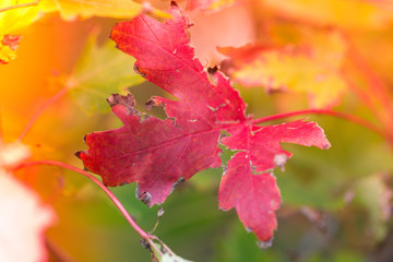 Red Colorful Autumn Leave