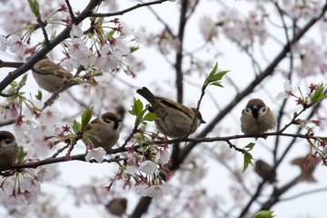 Sparrows sit in Cherry Blossoms