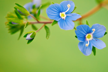 Beautiful blue flower medicinal veronica. Outdoors.