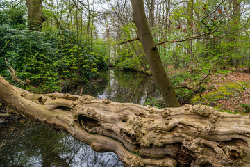 Fallen gnarled tree over a small brook