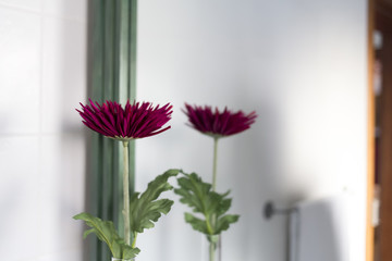 Red decoration flower mirror reflection indoor