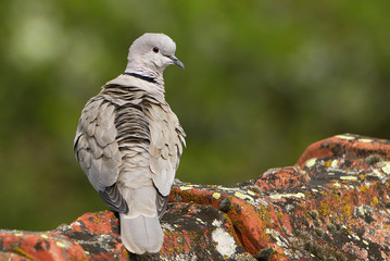 Streptopelia decaocto / Tourterelle turque