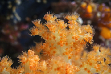 Naklejka premium Bunch of coral polyps, Korallenpolypen