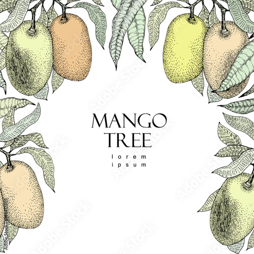 Mango Tree Vintage Design Template Botanical Fruit Frame Mango Tree Vintage Design Template Botanical Fruit Frame Engraved Vector Ilration