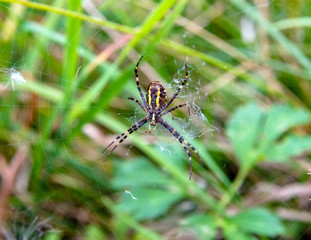     Argiope spider sits on the web in the grass 