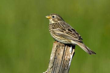 Emberiza calandra / Miliaria calandra / Bruant proyer