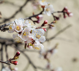 the blooming of fruit trees, flowers white apricot