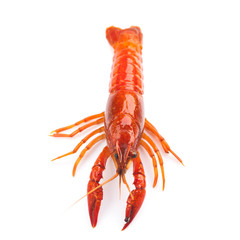 fresh crayfish on white background