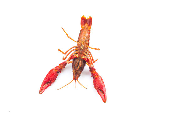 fresh crayfish on white background