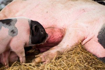 Baby black small-eared pig sucking milk from their mother.