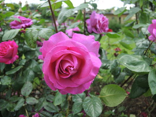 Rose#