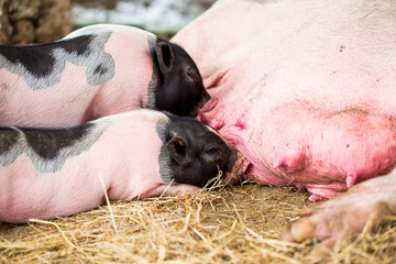Baby black small-eared pig sucking milk from their mother.