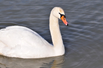 Beautiful swan in Danube river in Belgrade, Serbia , Serbia. Swan with reflection in water