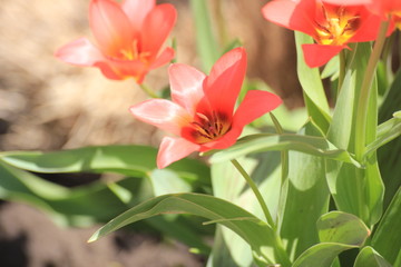 flowers red tulips in spring
