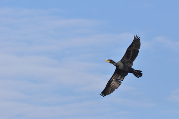 Great Cormorant (Phalacrocorax carbo) in flight against blue sky
