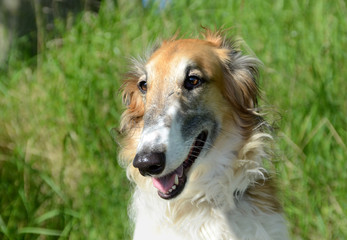 Borzoi dog face portrait,featuring the breed's long nose.