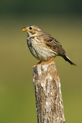 Emberiza calandra / Miliaria calandra / Bruant proyer