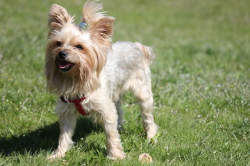 dog Yorkshire Terrier on the walk 