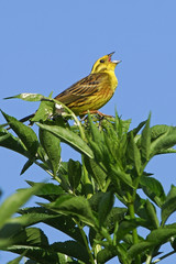 Emberiza citrinella / Bruant jaune