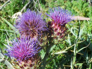 thistle 