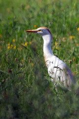 Bubulcus ibis / Héron garde bœufs / Héron gardeboeufs