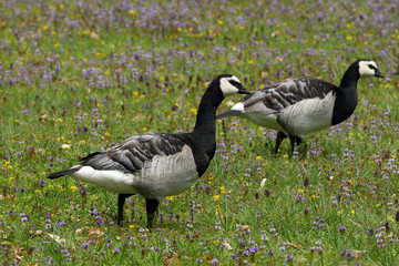 Branta leucopsis / Bernache nonnette