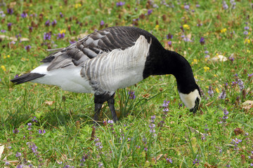 Branta leucopsis / Bernache nonnette
