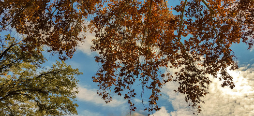 fall foliage
