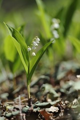 Muguet sauvage