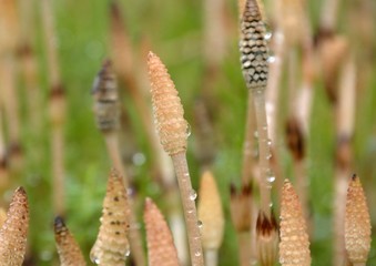 Field Horsetail on rainy day in spring