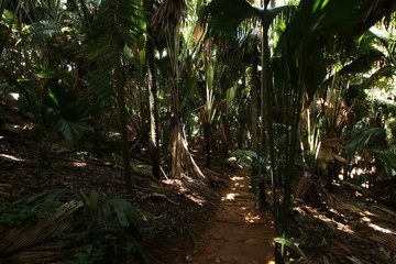 Palm Trees / Vallée de Mai Nature Reserve, Praslin Island, Seychelles, Indian Ocean, Africa. The park is the habitat of the endemic coco-de-mer palm tree.