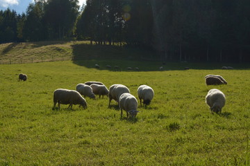 Fototapeta premium Sheep in the summer