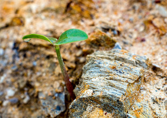Young seeding sprout up rocky mountain soil