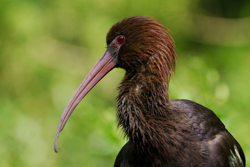 Plegadis ridgwayi / Ibis de Ridgway