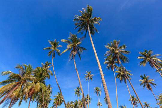 Group of very tall coconut tree grow to the clear blue sky.
