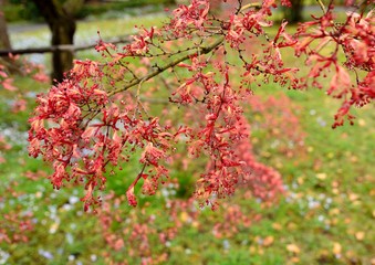 Japanese maple buds, flowers and new leaves in spring