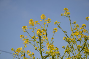 菜の花　春　青空