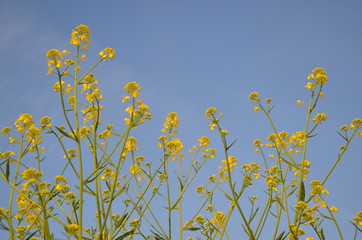 菜の花　春　青空